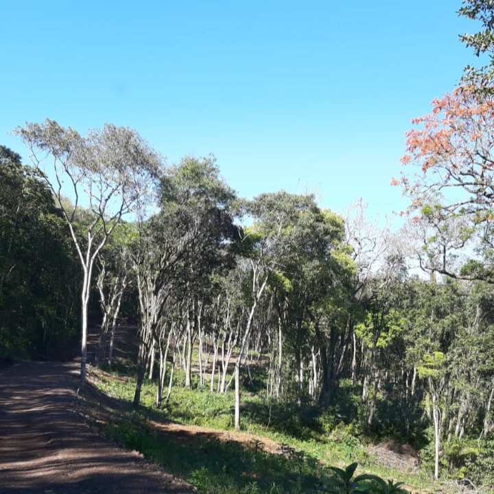 Rua aberta dentro da mata